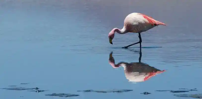 Fauna en Uyuni