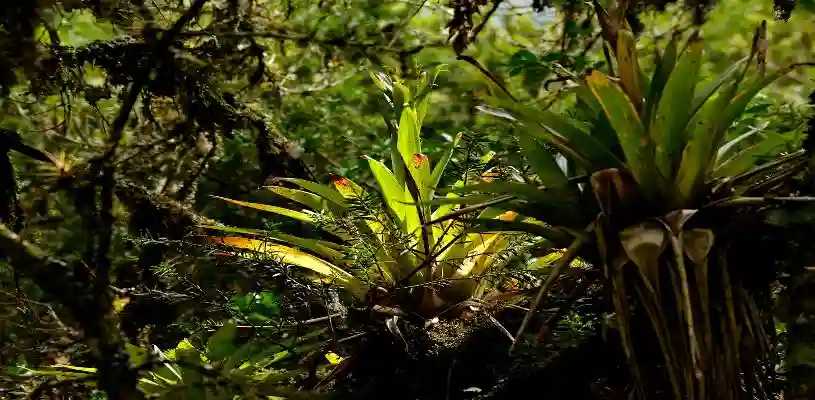 Intimpa- Santuario Nacional de Ampay 