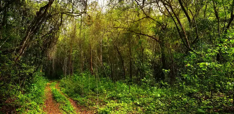 El Parque Nacional Cerros de Amotape 