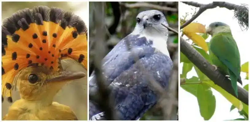 fauna