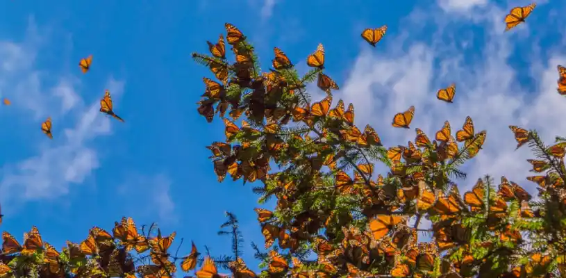 Mariposas monarca en bosques de oyamel de la Reserva de la Biosfera en México