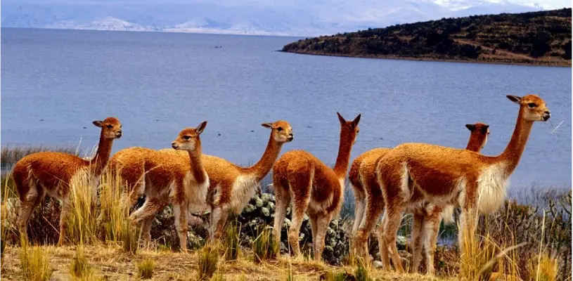 Vicuñas del cañón de colca
