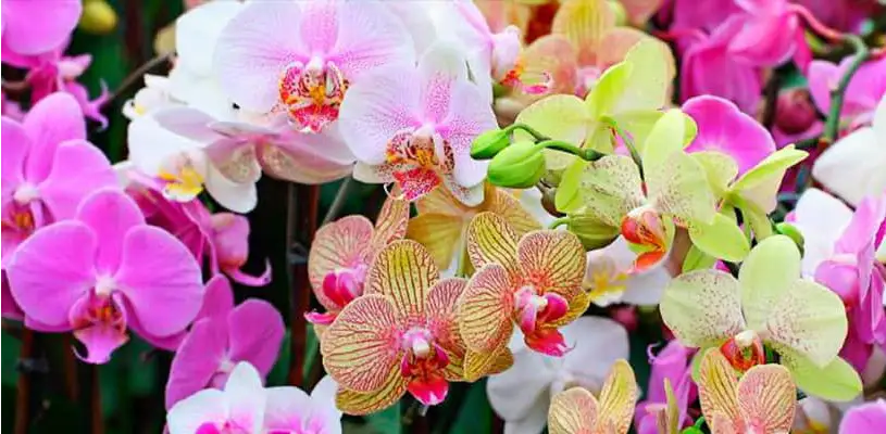 Orchids on the Inca Trail