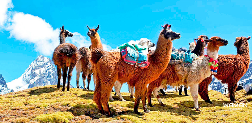 Fauna en la ruta de Lares Trek
