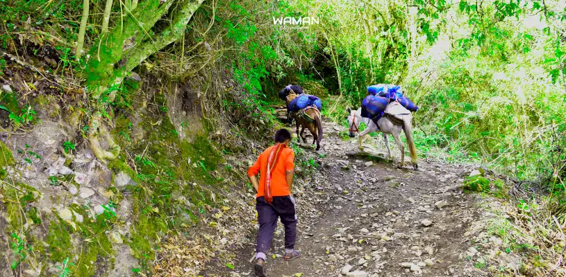 Arriero transportando equipamentos de trek en mular por la ruta Choquequirao con Waman Adventures.