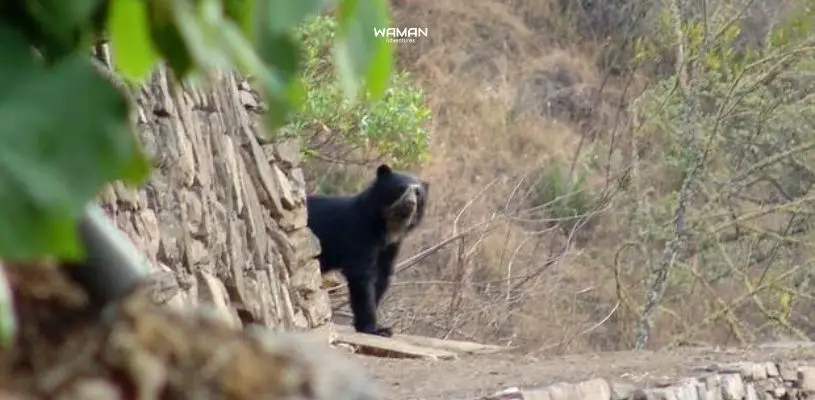 Oso de anteojos en Choquequirao.