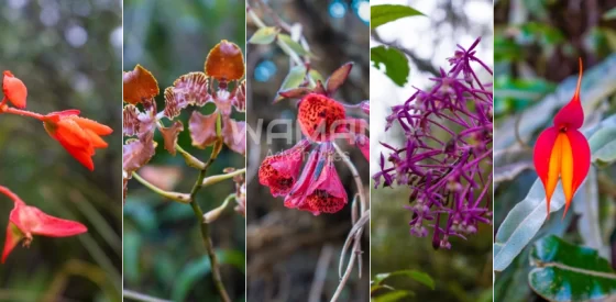datos sobre el camino inca, en la flora sobre las orquídeas