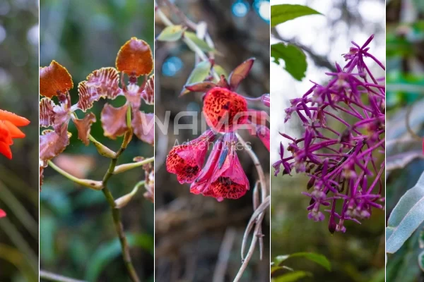 La Flora y Fauna de Machu Picchu La Flora y Fauna de Machu Picchu