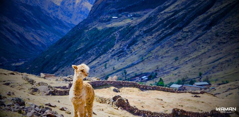 una alpaca pastando en medio del lares trek