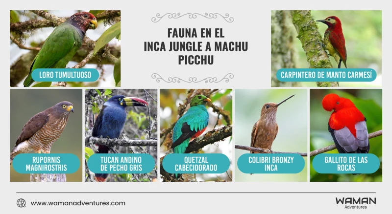 Infographic about Fauna in the Inca Jungle Trek: Inca Jungle facts