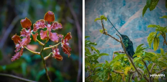 orquideas y colibries durante el ascenso a huchuy picchu