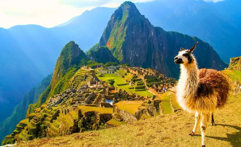 Llamas appearing in various hidden and scenic corners of Machu Picchu.