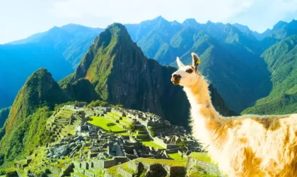 ¿Se pueden ver llamas en Machu Picchu? ¿Se pueden ver llamas en Machu Picchu?