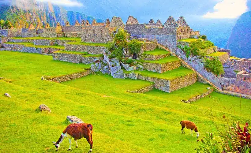 Llamas in Machu Picchu roaming freely enrich the natural beauty of Machu Picchu sanctuary.