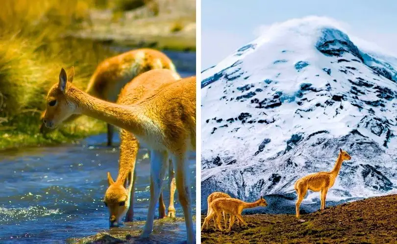 Llamas standing as cultural and natural symbols throughout Peru.