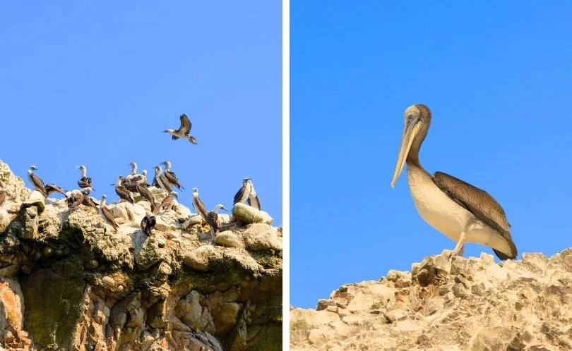 Las aves son uno de los principales atractivos de las Islas Ballestas.