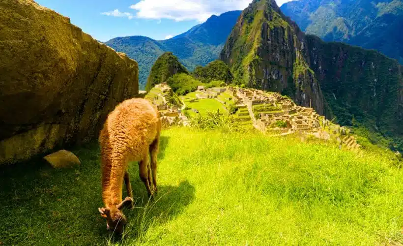Muchos turistas que visitan, se preguntan qué animales en Machu Picchu pueden observar.