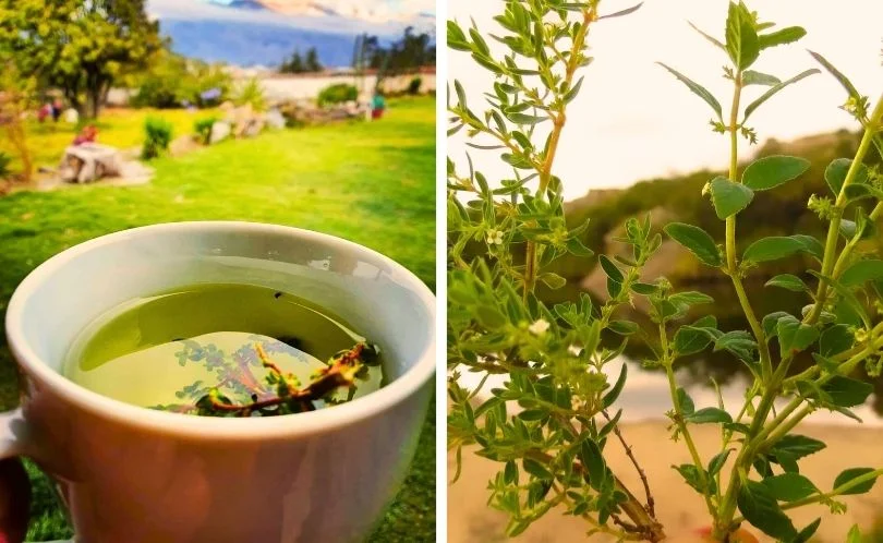 Cup of hot muña tea served with Andean herbs in Peru