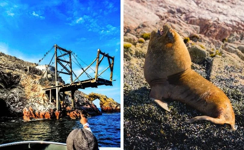 En las Islas Ballestas existe una gran variedad de fauna marina.