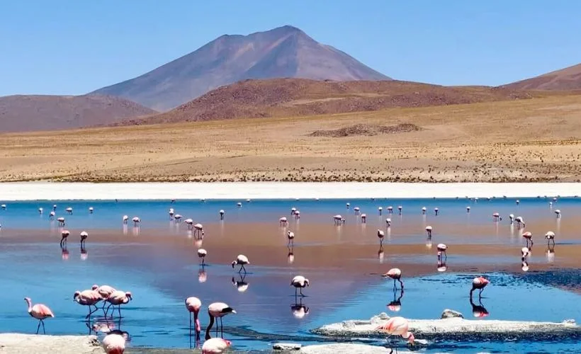 roups of flamingos and vicuñas roaming near the Uyuni Salt Flat, surrounded by reflective waters, desert vegetation, and bright sunlight at high altitude.