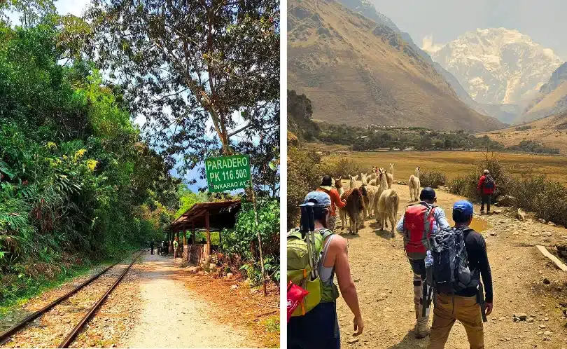 Hikers walk along the Salkantay Trek near Cusco, Peru, surrounded by llamas, alpacas, and snowy mountain peaks under a bright Andean sky.