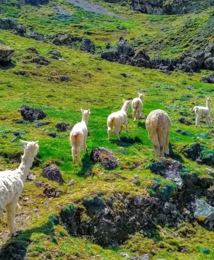 Disfruta cada paso del camino mientras te conectas con la naturaleza y observas a las alpacas pastar en libertad.