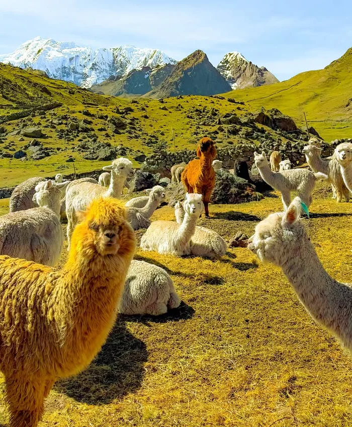 Disfruta de este paisaje único mientras compartes momentos con las llamas en plena naturaleza andina.