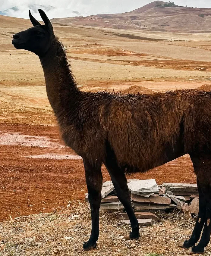 Vive la experiencia de estar frente a una llama y descubre la esencia más auténtica del Perú.