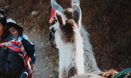Trekking con llamas en Cusco una aventura andina auténtica para viajeros mexicanos Trekking con llamas en Cusco una aventura andina auténtica para viajeros mexicanos