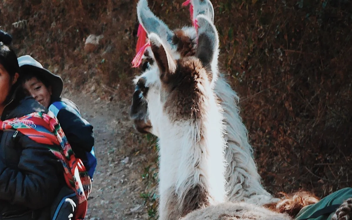 Trekking con llamas en Cusco una aventura andina auténtica para viajeros mexicanos