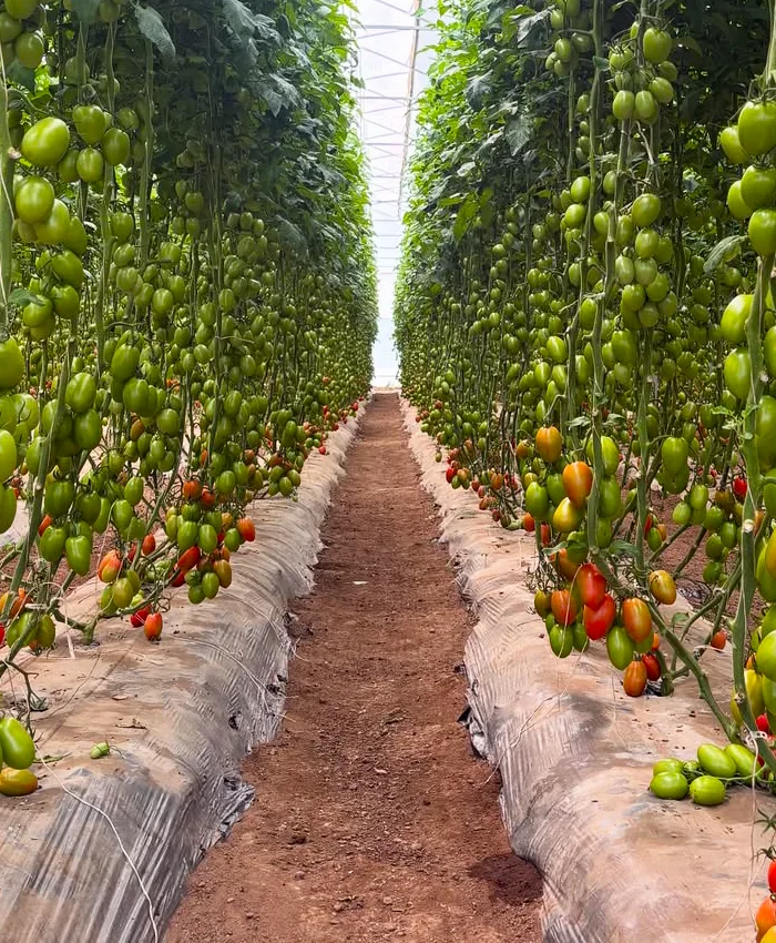 Algunos tomates están verdes, mientras que otros comienzan a tomar un tono rojizo intenso.