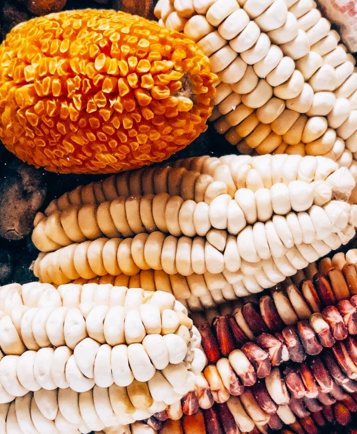 Se pueden apreciar distintos colores: blanco, amarillo dorado, rojo y púrpura.