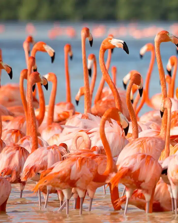 Flamencos rosados en la Reserva de la Biosfera Ría Lagartos, México