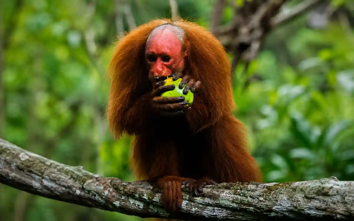 Huapo colorado comiendo una fruta amazónica sobre una rama, rodeado de vegetación en su hábitat natural.