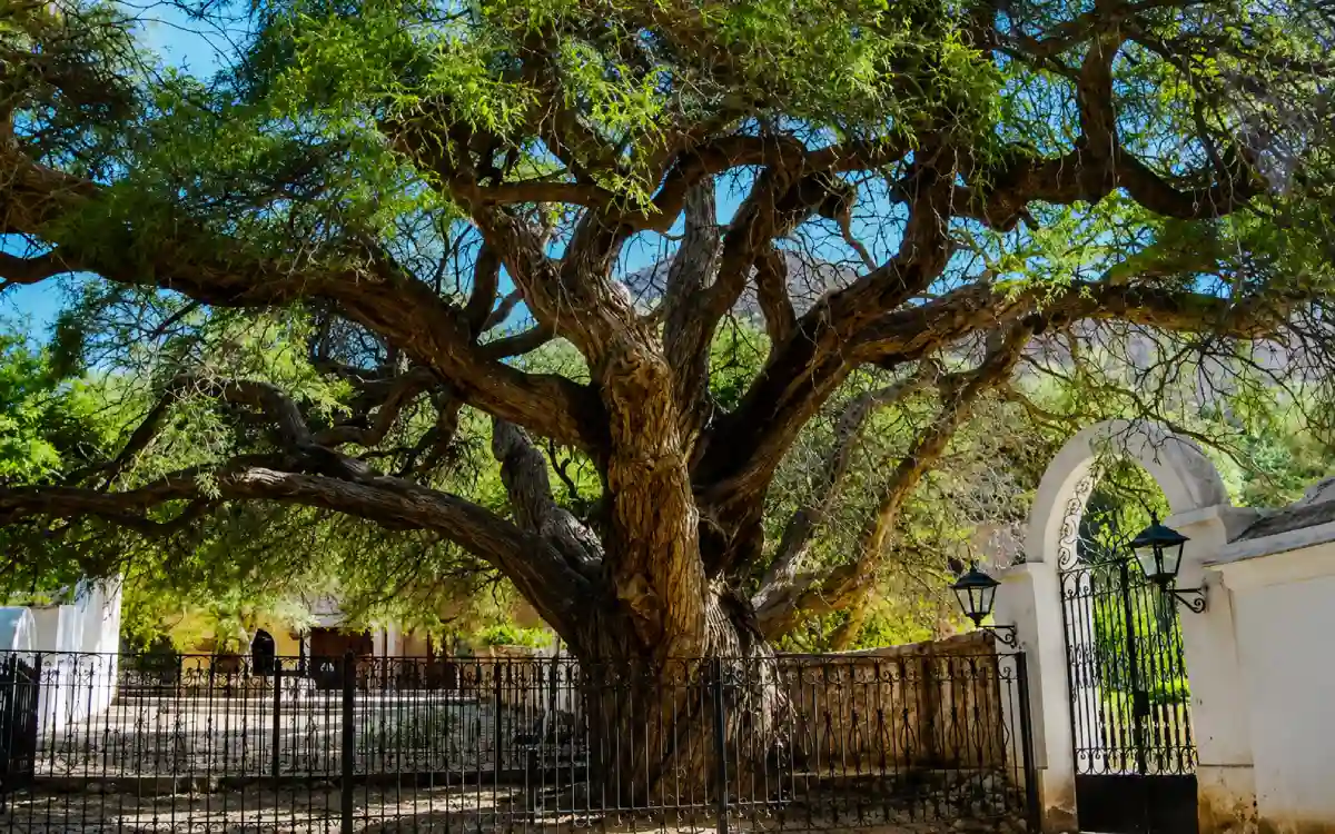 Árbol de algarrobo junto a la iglesia en Purmamarca,