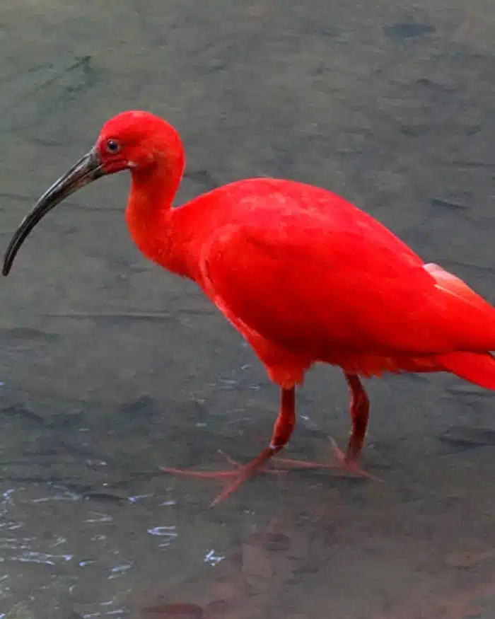 Ibis escarlata de plumaje rojo intenso en un entorno natural colombiano