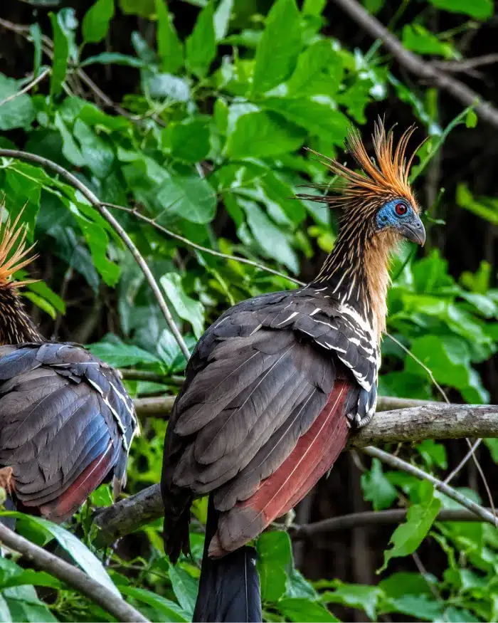 Hoatzín posado sobre una rama entre la vegetación tropical de La Macarena