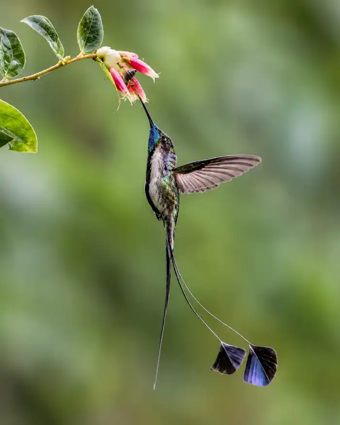 Colibrí maravilloso alimentándose de una flor en pleno vuelo