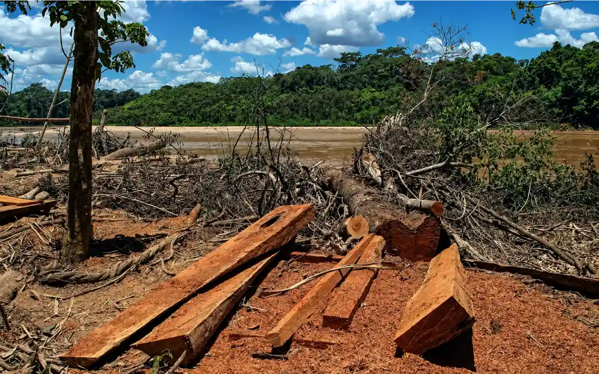 Deforestación ilegal en la Amazonía peruana, con troncos cortados, madera acumulada y bosque al lado de un río amazónico.