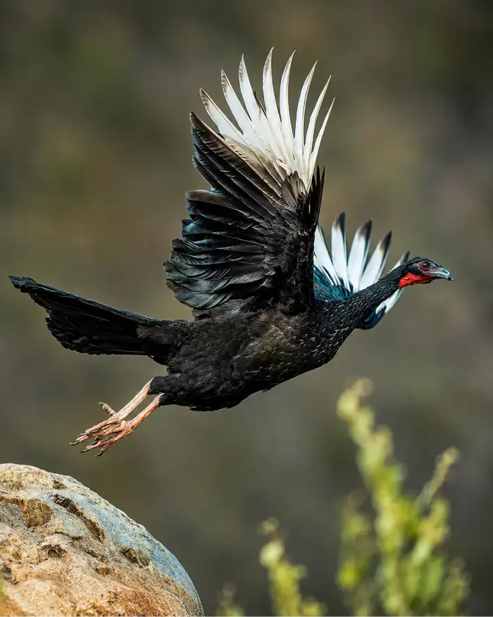 Pava aliblanca en pleno vuelo, con alas extendidas, plumaje oscuro y plumas blancas