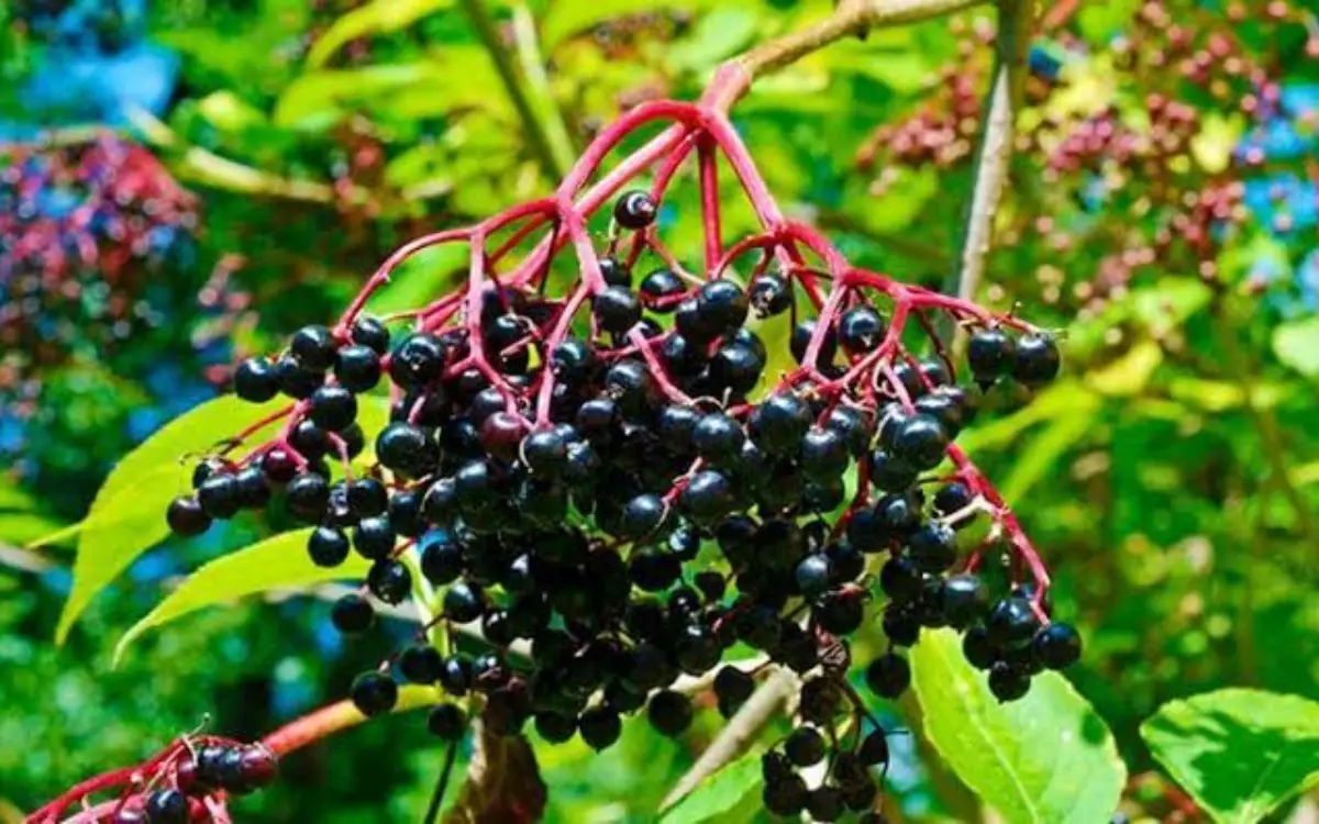Fruta de sauco en la rama de su árbol, con racimos de bayas oscuras y hojas verdes en entorno natural.