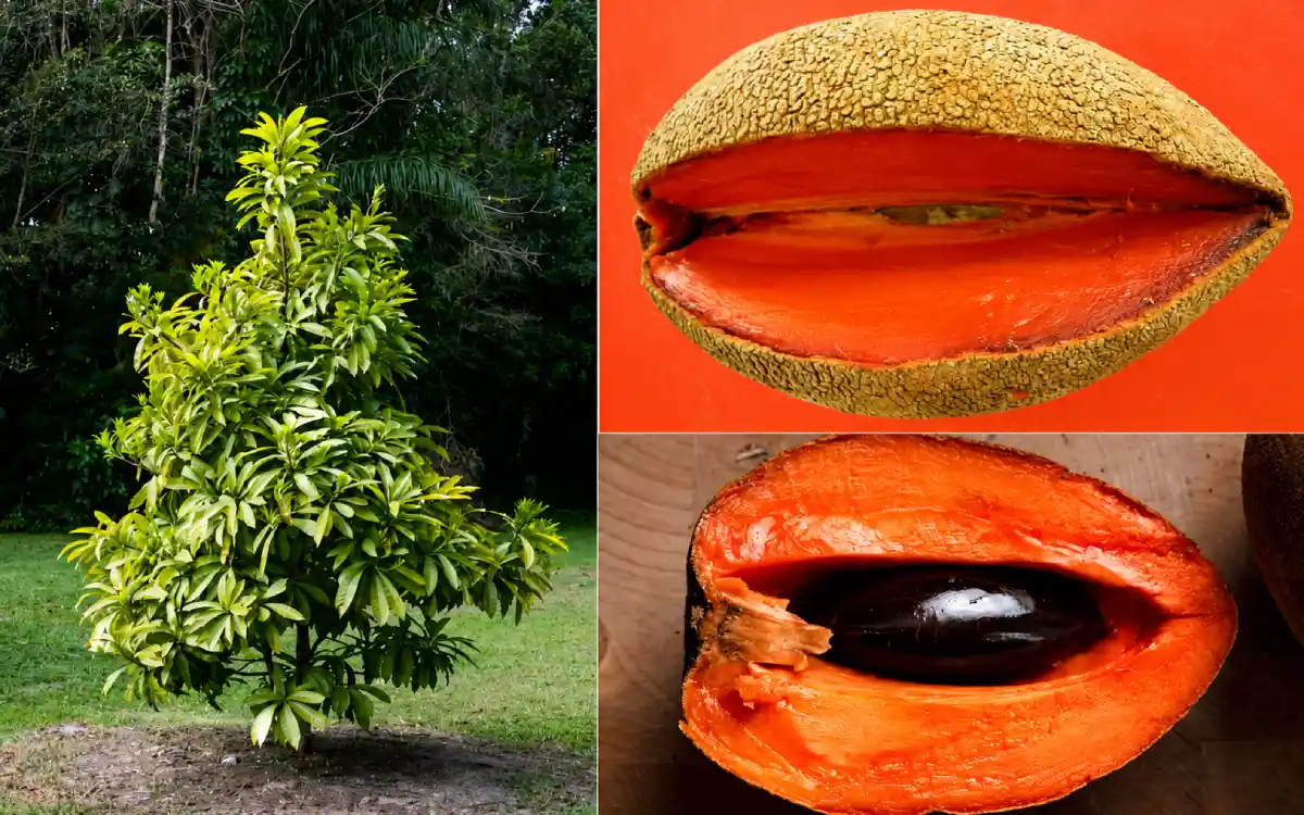 fruta de zapote y su planta