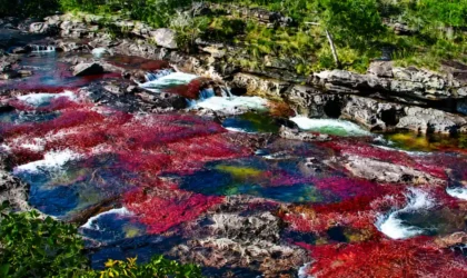 Caño Cristales: por qué lo llaman el río más hermoso del mundo Caño Cristales: por qué lo llaman el río más hermoso del mundo