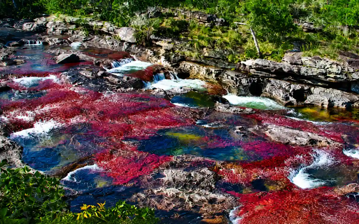 Caño Cristales: por qué lo llaman el río más hermoso del mundo Caño Cristales: por qué lo llaman el río más hermoso del mundo