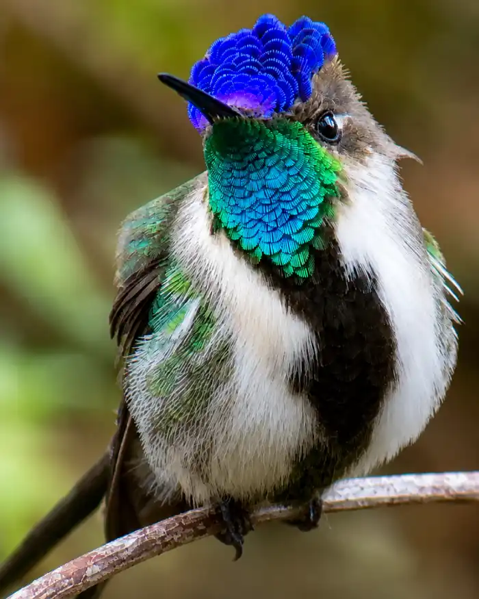 Colibrí maravilloso posado en una rama, con plumaje azul, verde y blanco