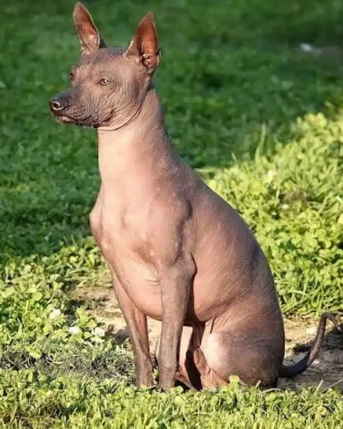 Perro peruano sin pelo sentado sobre el césped, mostrando su piel característica sin pelo