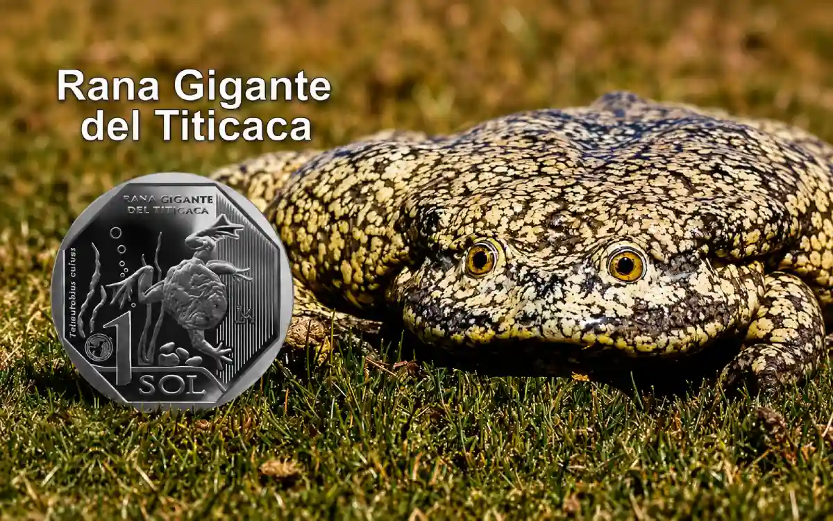 Rana gigante del Titicaca en su hábitat natural, junto a una moneda de un sol con su representación.