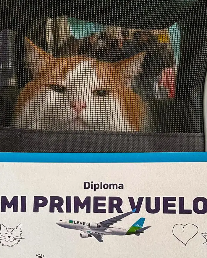 Un gato espera dentro de su transportadora en una terminal mientras sostiene simbólicamente el recuerdo de su primer vuelo.
