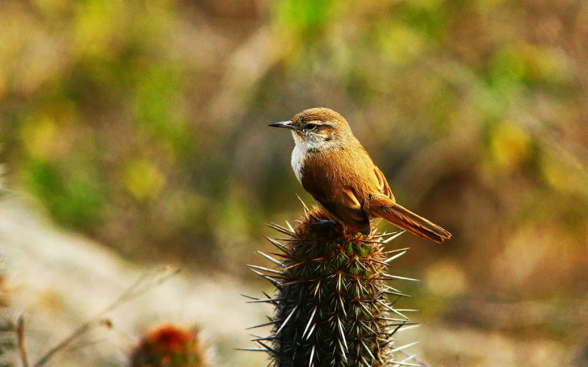 Canastero de los cactus posado sobre un cactus en un paisaje árido del Perú