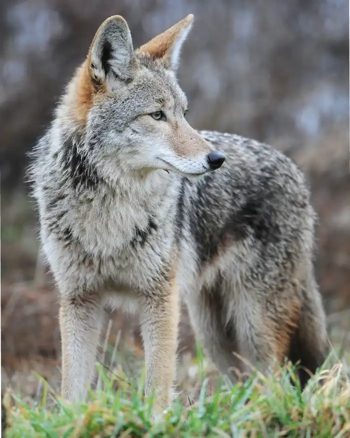 Coyote entre la vegetación del Parque Nacional Iztaccíhuatl-Popocatépetl en México